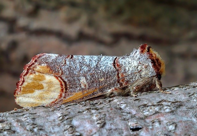 Buff Tip Moth Wing GIMP online editor free Free download Buff Tip Moth Wing free photo template to be edited with GIMP online image editor