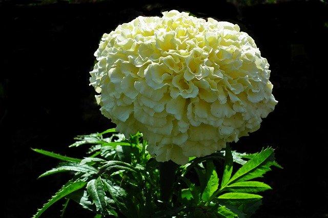 Marigold Flower Spring - GIMP online editor free Free download Marigold Flower Spring - free photo or picture to be edited with GIMP online image editor