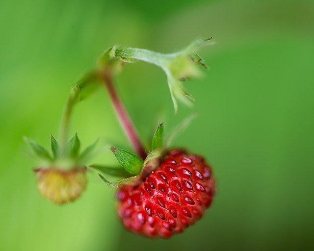 Raspberry Nature Fruit GIMP online editor free Free download Raspberry Nature Fruit free photo template to be edited with GIMP online image editor