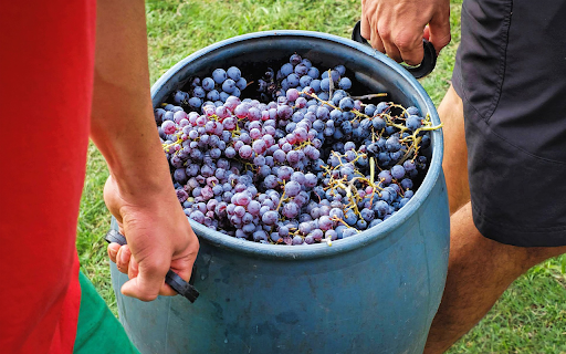 A barrel of fragrant ripe grapes from Chrome web store to be run with OffiDocs Chromium online A barrel of fragrant ripe grapes from Chrome web store to be run with OffiDocs Chromium online