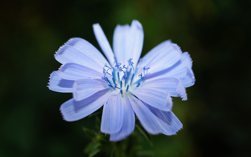 A blue flower from Chrome web store to be run with OffiDocs Chromium online A blue flower from Chrome web store to be run with OffiDocs Chromium online