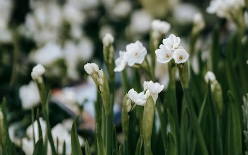 A Dainty Dance of Narcissus tazetta from Chrome web store to be run with OffiDocs Chromium online A Dainty Dance of Narcissus tazetta from Chrome web store to be run with OffiDocs Chromium online