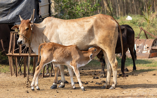 Adorable baby calf from Chrome web store to be run with OffiDocs Chromium online Adorable baby calf from Chrome web store to be run with OffiDocs Chromium online