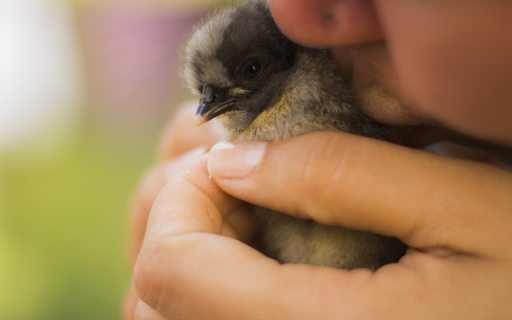 Adorable chick from Chrome web store to be run with OffiDocs Chromium online Adorable chick from Chrome web store to be run with OffiDocs Chromium online