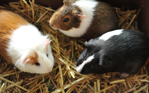 Adorable hamster from Chrome web store to be run with OffiDocs Chromium online Adorable hamster from Chrome web store to be run with OffiDocs Chromium online