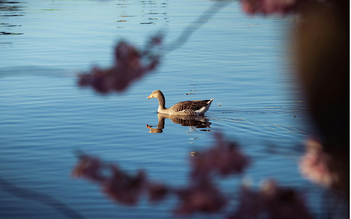 A duck swimming in a pond with pink flowers from Chrome web store to be run with OffiDocs Chromium online A duck swimming in a pond with pink flowers from Chrome web store to be run with OffiDocs Chromium online
