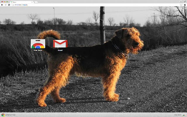 Airedale Terrier Dog from Chrome web store to be run with OffiDocs Chromium online Airedale Terrier Dog from Chrome web store to be run with OffiDocs Chromium online