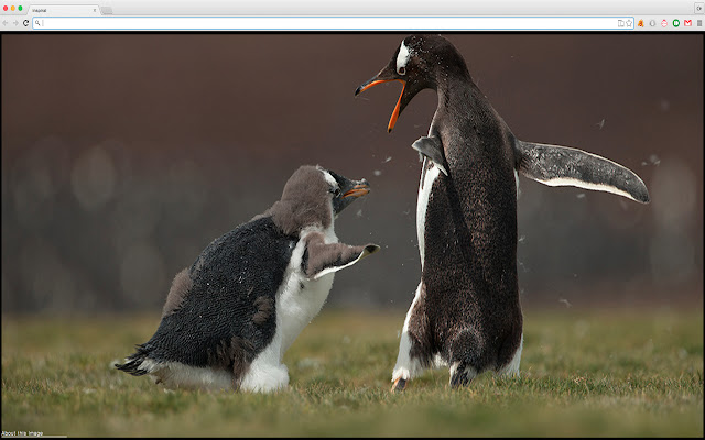 Amazing animals photos from Chrome web store to be run with OffiDocs Chromium online Amazing animals photos from Chrome web store to be run with OffiDocs Chromium online