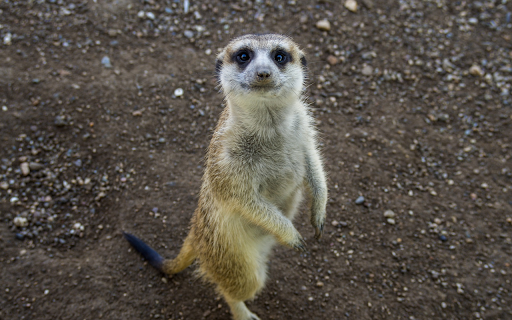 Animals stand on two legs from Chrome web store to be run with OffiDocs Chromium online Animals stand on two legs from Chrome web store to be run with OffiDocs Chromium online