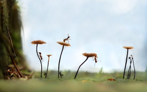 Ants have a good harvest from Chrome web store to be run with OffiDocs Chromium online Ants have a good harvest from Chrome web store to be run with OffiDocs Chromium online