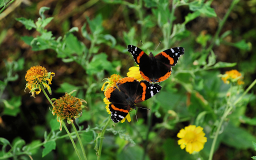 A pair of butterflies entwined from Chrome web store to be run with OffiDocs Chromium online A pair of butterflies entwined from Chrome web store to be run with OffiDocs Chromium online