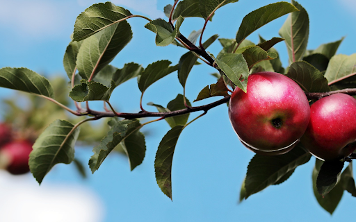 Apple branch from Chrome web store to be run with OffiDocs Chromium online Apple branch from Chrome web store to be run with OffiDocs Chromium online