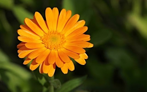 A Sunlit Radiance of Calendula officinalis from Chrome web store to be run with OffiDocs Chromium online A Sunlit Radiance of Calendula officinalis from Chrome web store to be run with OffiDocs Chromium online