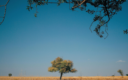 A Tree in a Serene Landscape from Chrome web store to be run with OffiDocs Chromium online A Tree in a Serene Landscape from Chrome web store to be run with OffiDocs Chromium online