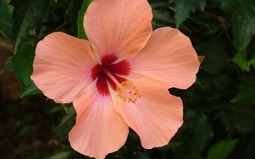 A Tropical Blush of Hibiscus rosa sinensis from Chrome web store to be run with OffiDocs Chromium online A Tropical Blush of Hibiscus rosa sinensis from Chrome web store to be run with OffiDocs Chromium online