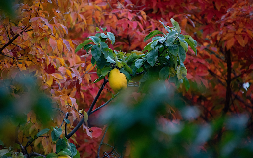 Autumn fruit tree from Chrome web store to be run with OffiDocs Chromium online Autumn fruit tree from Chrome web store to be run with OffiDocs Chromium online