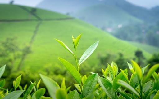 A Vibrant Display of Camellia sinensis from Chrome web store to be run with OffiDocs Chromium online A Vibrant Display of Camellia sinensis from Chrome web store to be run with OffiDocs Chromium online