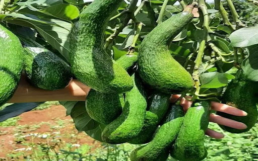 avocado tree wallpaper from Chrome web store to be run with OffiDocs Chromium online avocado tree wallpaper from Chrome web store to be run with OffiDocs Chromium online