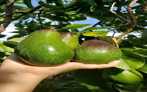 avocado wallpaper from Chrome web store to be run with OffiDocs Chromium online avocado wallpaper from Chrome web store to be run with OffiDocs Chromium online