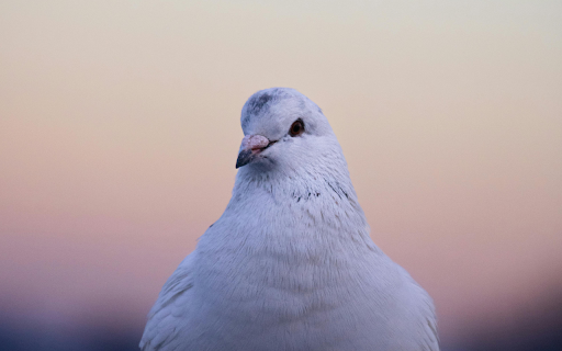 A white bird sitting on a fence from Chrome web store to be run with OffiDocs Chromium online A white bird sitting on a fence from Chrome web store to be run with OffiDocs Chromium online