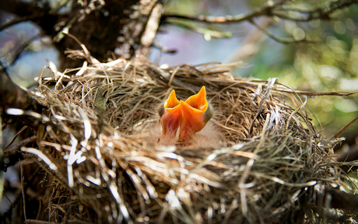 Baby Birds and Their Cute Mouths from Chrome web store to be run with OffiDocs Chromium online Baby Birds and Their Cute Mouths from Chrome web store to be run with OffiDocs Chromium online