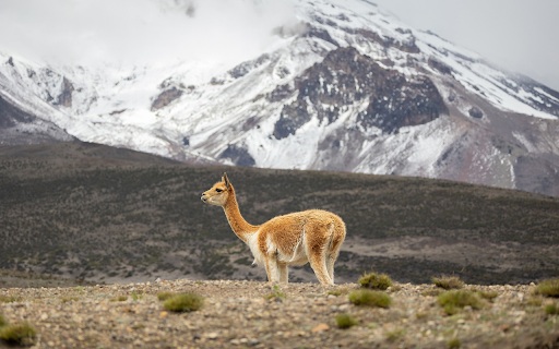 Baby camel from Chrome web store to be run with OffiDocs Chromium online Baby camel from Chrome web store to be run with OffiDocs Chromium online