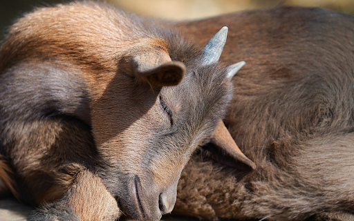 Baby goat sleeping from Chrome web store to be run with OffiDocs Chromium online Baby goat sleeping from Chrome web store to be run with OffiDocs Chromium online