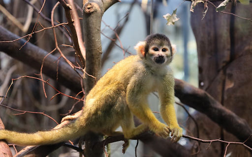 Baby Monkey Theme from Chrome web store to be run with OffiDocs Chromium online Baby Monkey Theme from Chrome web store to be run with OffiDocs Chromium online
