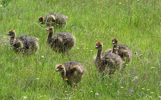 Baby ostriches from Chrome web store to be run with OffiDocs Chromium online Baby ostriches from Chrome web store to be run with OffiDocs Chromium online