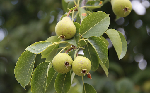 Baby pears from Chrome web store to be run with OffiDocs Chromium online Baby pears from Chrome web store to be run with OffiDocs Chromium online