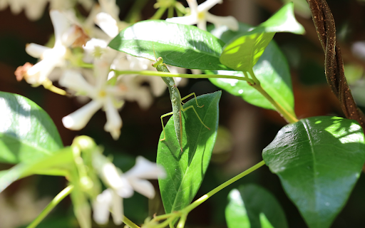 Baby Praying Mantis from Chrome web store to be run with OffiDocs Chromium online Baby Praying Mantis from Chrome web store to be run with OffiDocs Chromium online