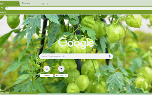 Balloon Vine from Chrome web store to be run with OffiDocs Chromium online Balloon Vine from Chrome web store to be run with OffiDocs Chromium online
