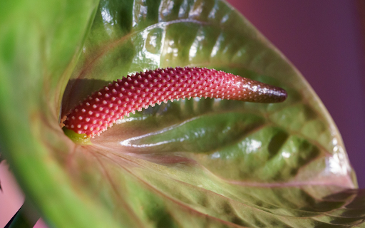 Beautiful anthurium flowers from Chrome web store to be run with OffiDocs Chromium online Beautiful anthurium flowers from Chrome web store to be run with OffiDocs Chromium online