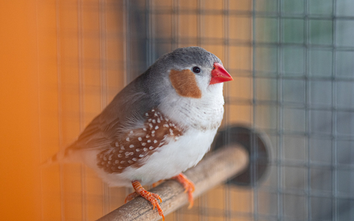 Beautiful bird from Chrome web store to be run with OffiDocs Chromium online Beautiful bird from Chrome web store to be run with OffiDocs Chromium online