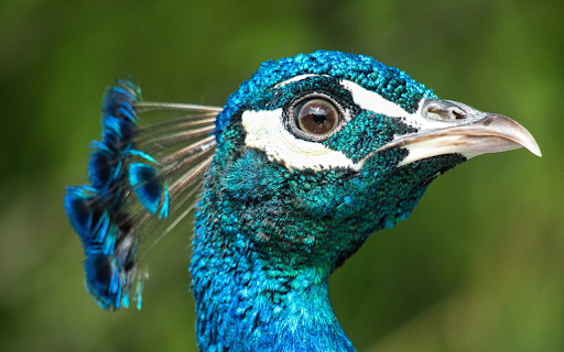 Beautiful blue peacock from Chrome web store to be run with OffiDocs Chromium online Beautiful blue peacock from Chrome web store to be run with OffiDocs Chromium online