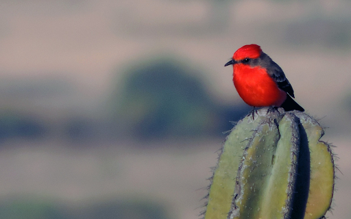 Beautiful little red bird from Chrome web store to be run with OffiDocs Chromium online Beautiful little red bird from Chrome web store to be run with OffiDocs Chromium online