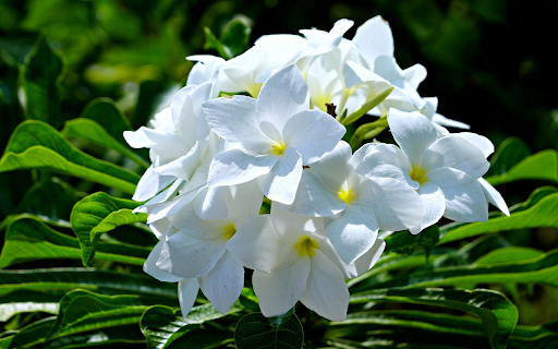 Beautiful moon flower branch from Chrome web store to be run with OffiDocs Chromium online Beautiful moon flower branch from Chrome web store to be run with OffiDocs Chromium online