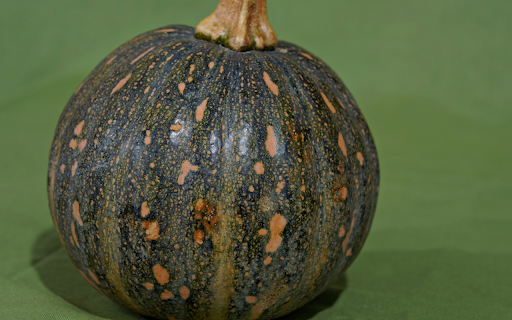 Beautiful round pumpkin from Chrome web store to be run with OffiDocs Chromium online Beautiful round pumpkin from Chrome web store to be run with OffiDocs Chromium online