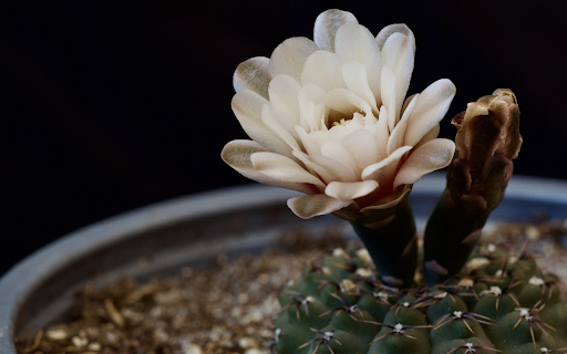Beautiful white cactus flowers from Chrome web store to be run with OffiDocs Chromium online Beautiful white cactus flowers from Chrome web store to be run with OffiDocs Chromium online