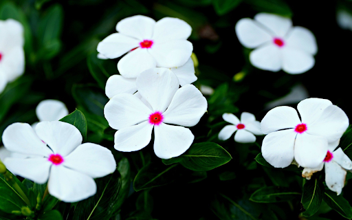 Beautiful white flowers from Chrome web store to be run with OffiDocs Chromium online Beautiful white flowers from Chrome web store to be run with OffiDocs Chromium online
