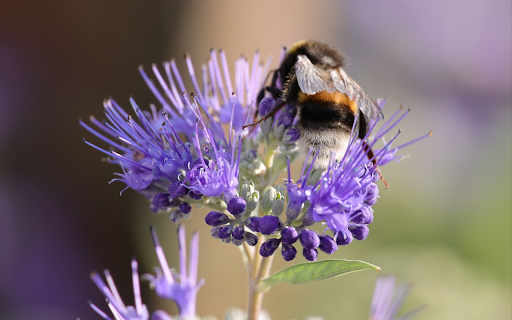 Big bee and purple flower from Chrome web store to be run with OffiDocs Chromium online Big bee and purple flower from Chrome web store to be run with OffiDocs Chromium online