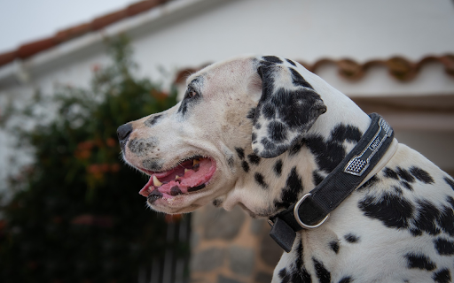 Big Dalmatian dog from Chrome web store to be run with OffiDocs Chromium online Big Dalmatian dog from Chrome web store to be run with OffiDocs Chromium online
