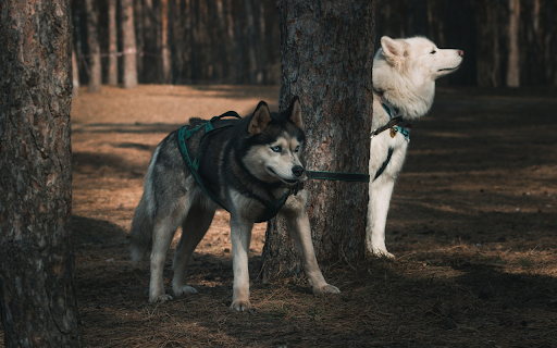Big Dogs from Chrome web store to be run with OffiDocs Chromium online Big Dogs from Chrome web store to be run with OffiDocs Chromium online