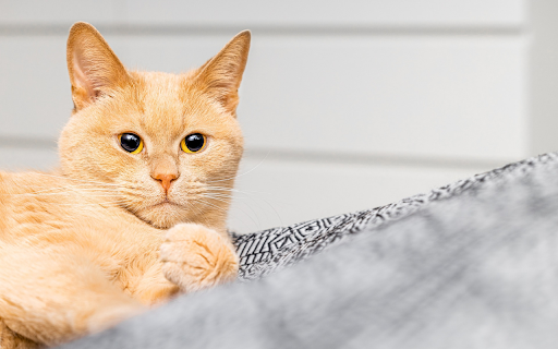 Big Eyed Golden Cat from Chrome web store to be run with OffiDocs Chromium online Big Eyed Golden Cat from Chrome web store to be run with OffiDocs Chromium online