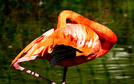 Big Orange Bird from Chrome web store to be run with OffiDocs Chromium online Big Orange Bird from Chrome web store to be run with OffiDocs Chromium online