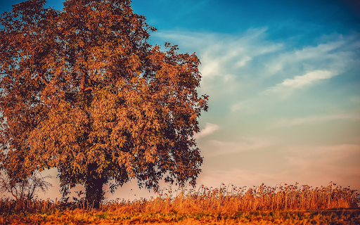 Big tree from Chrome web store to be run with OffiDocs Chromium online Big tree from Chrome web store to be run with OffiDocs Chromium online