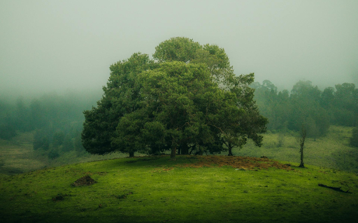 Big Tree on the Hill from Chrome web store to be run with OffiDocs Chromium online Big Tree on the Hill from Chrome web store to be run with OffiDocs Chromium online