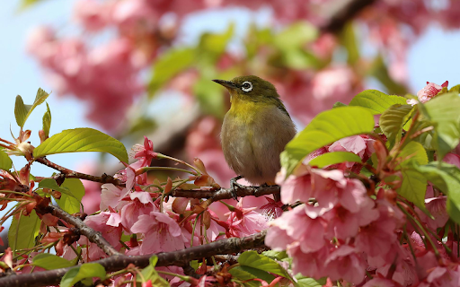 Bird and cherry blossom branch from Chrome web store to be run with OffiDocs Chromium online Bird and cherry blossom branch from Chrome web store to be run with OffiDocs Chromium online
