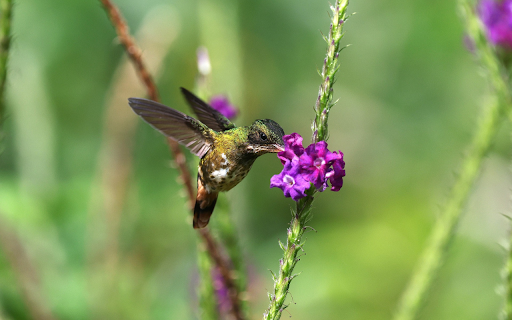 Bird and Purple Flower from Chrome web store to be run with OffiDocs Chromium online Bird and Purple Flower from Chrome web store to be run with OffiDocs Chromium online
