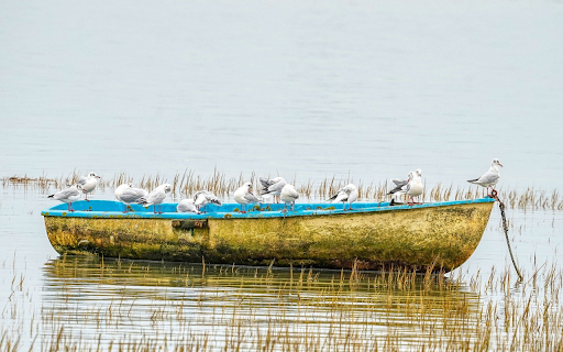 Bird boat from Chrome web store to be run with OffiDocs Chromium online Bird boat from Chrome web store to be run with OffiDocs Chromium online